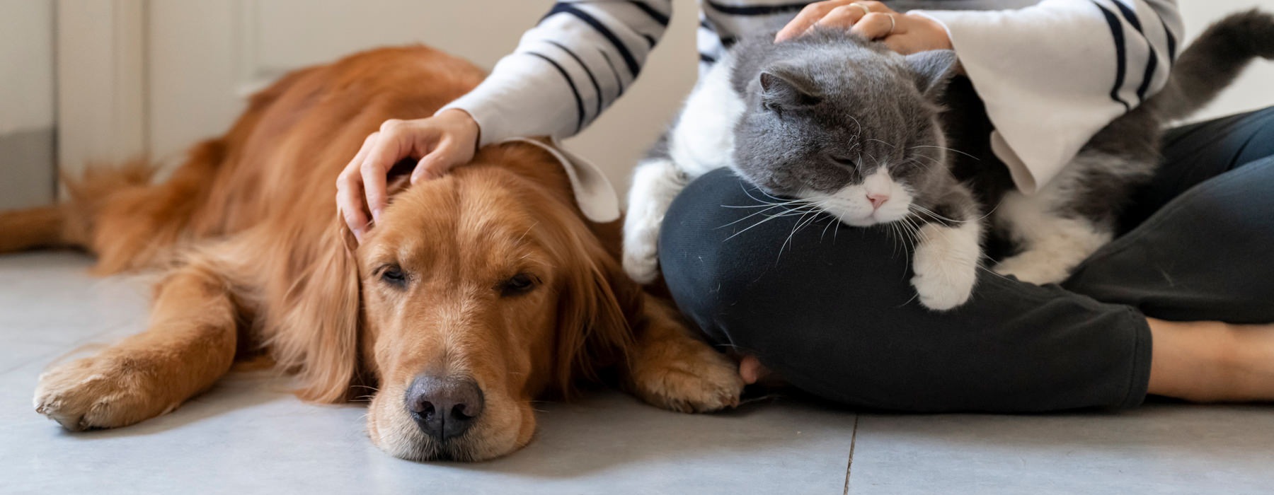 a cat and a dog with their owner