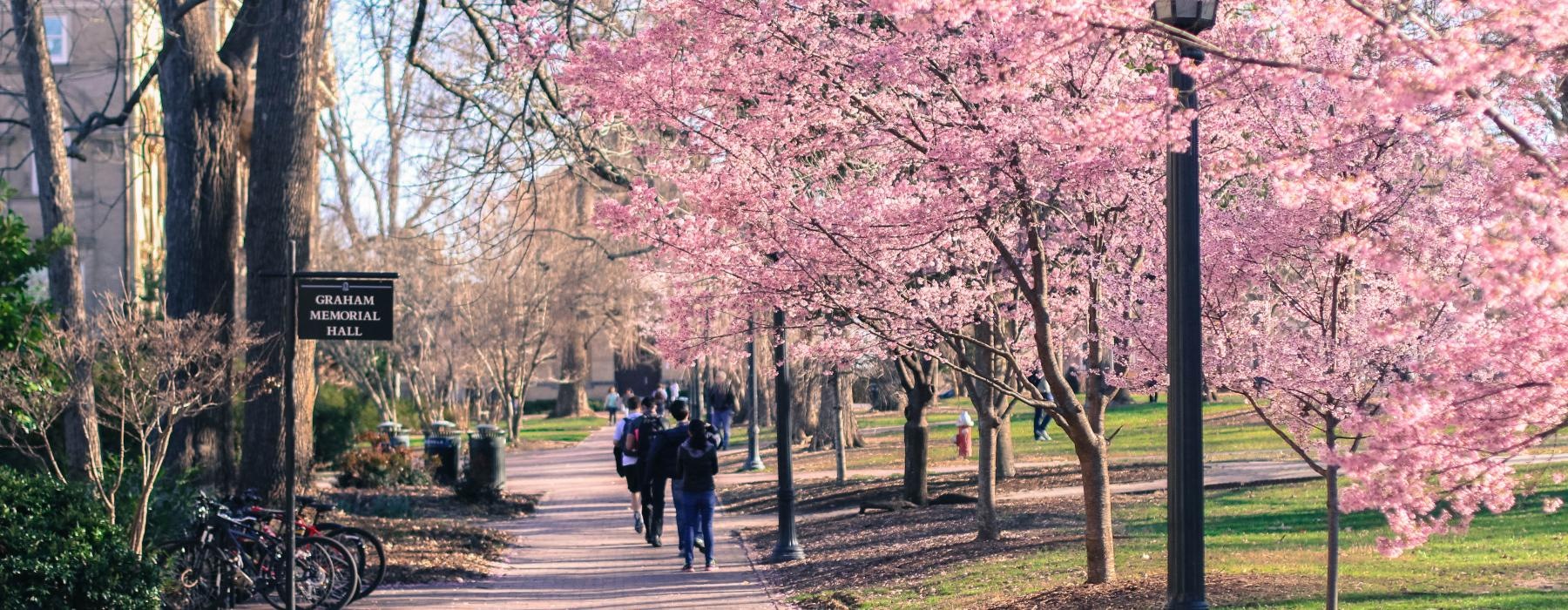 a group of people walking on a sidewalk with pink trees on the side